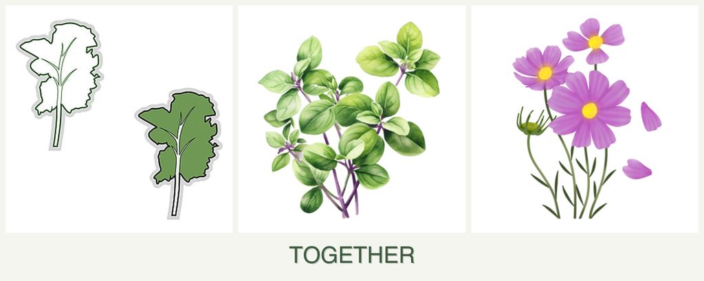 Can you plant kale, oregano and cosmos together?