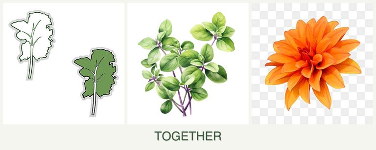 Can you plant kale, oregano and dahlias together?