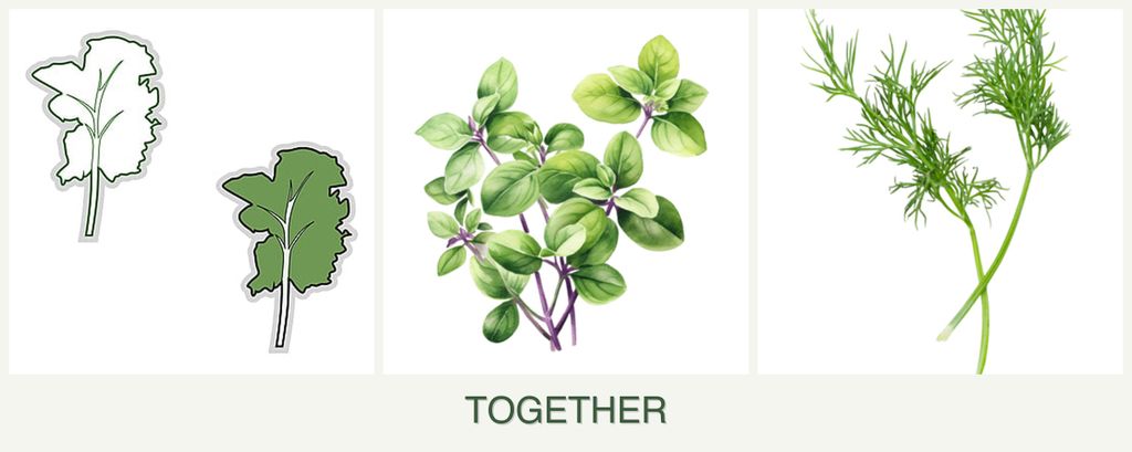 Can you plant kale, oregano and dill together?