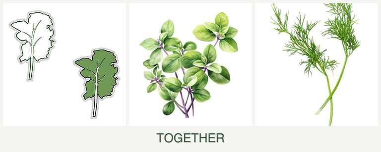 Can you plant kale, oregano and dill together?