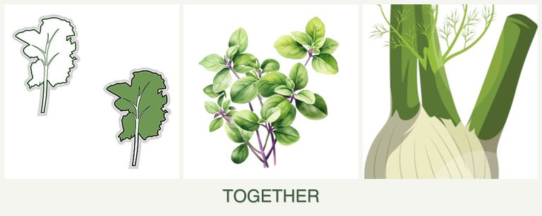 Can you plant kale, oregano and fennel together?