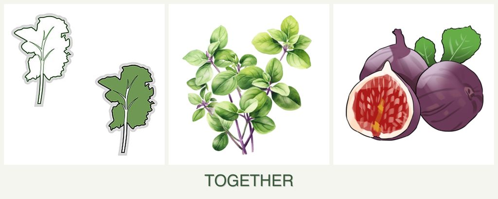 Can you plant kale, oregano and figs together?