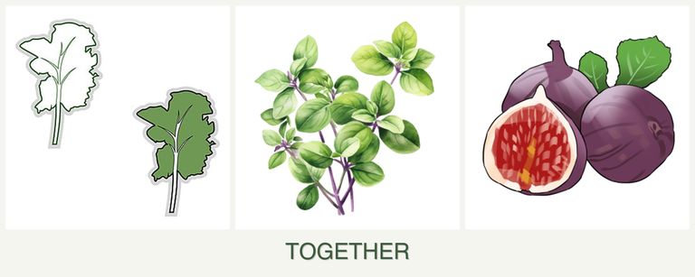 Can you plant kale, oregano and figs together?