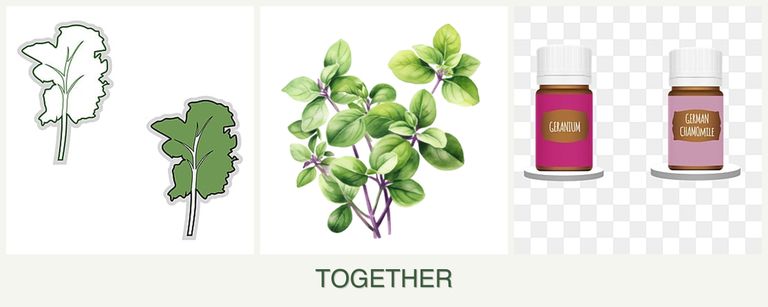 Can you plant kale, oregano and geraniums together?