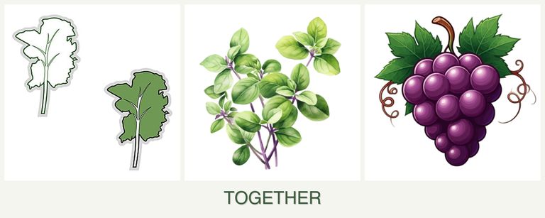 Can you plant kale, oregano and grapes together?