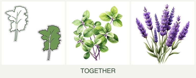 Can you plant kale, oregano and lavender together?