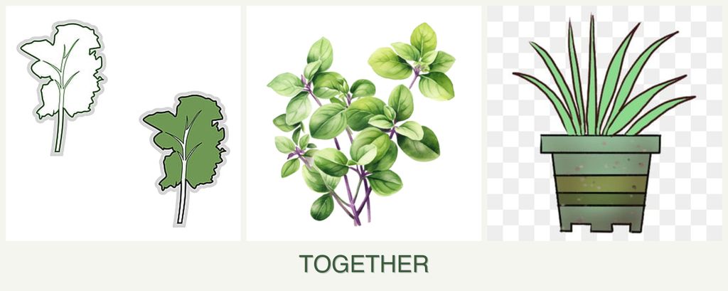 Can you plant kale, oregano and lemongrass together?