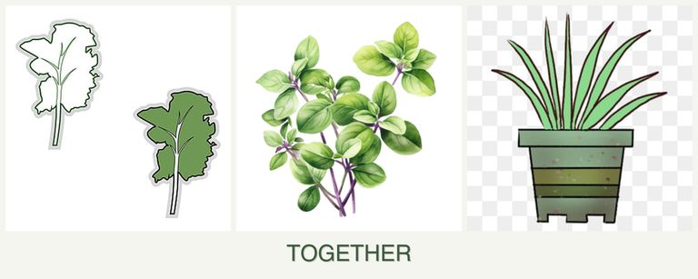 Can you plant kale, oregano and lemongrass together?