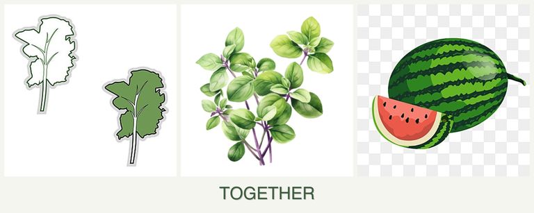 Can you plant kale, oregano and melons together?
