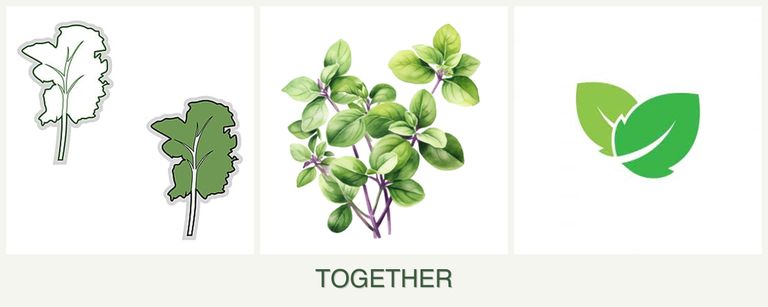 Can you plant kale, oregano and mint together?