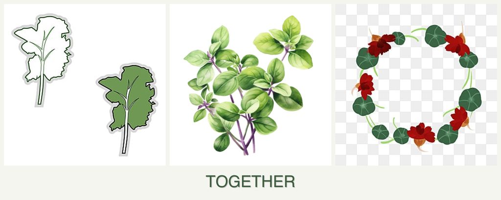 Can you plant kale, oregano and nasturtiums together?