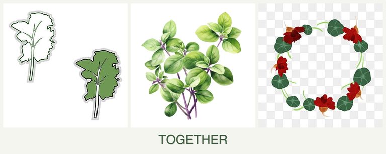 Can you plant kale, oregano and nasturtiums together?