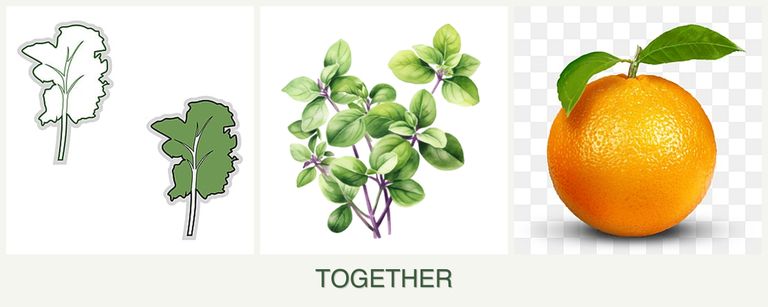 Can you plant kale, oregano and oranges together?