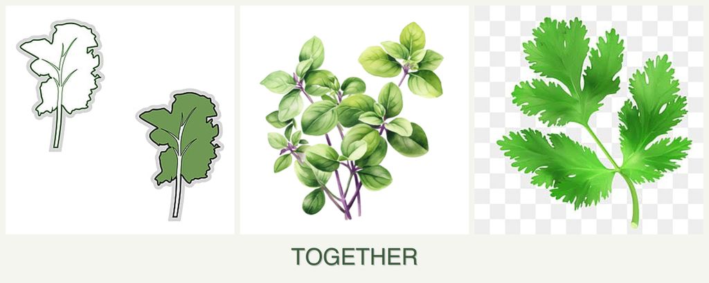 Can you plant kale, oregano and parsley together?