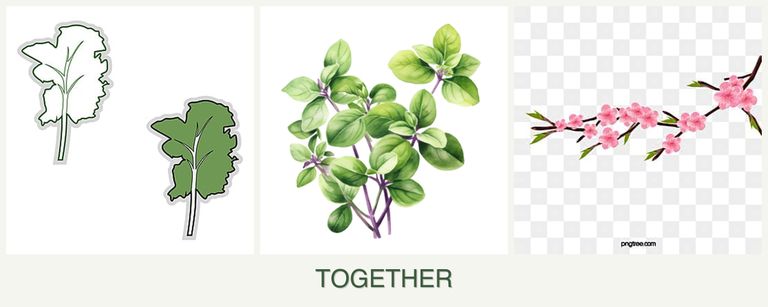 Can you plant kale, oregano and peaches together?