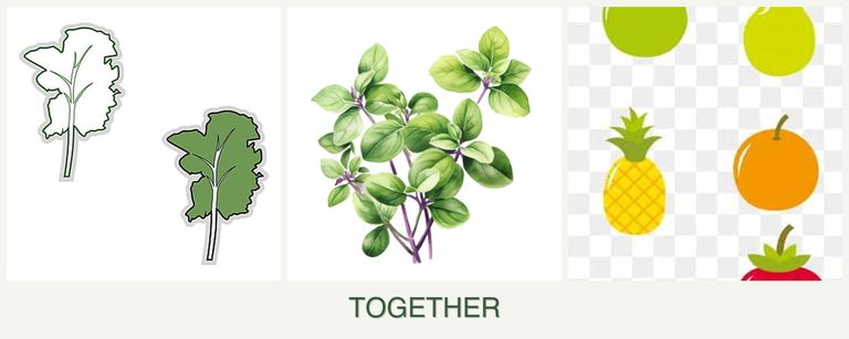 Can you plant kale, oregano and pears together?