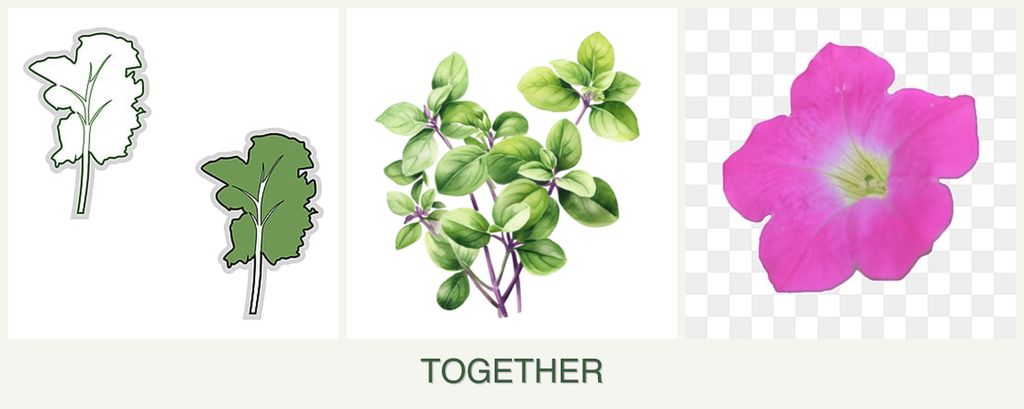 Can you plant kale, oregano and petunias together?