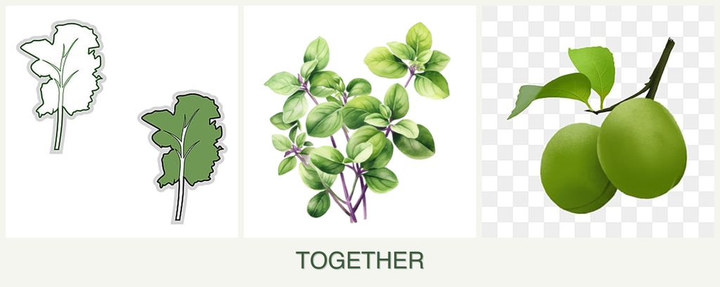 Can you plant kale, oregano and plums together?