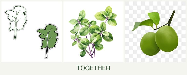 Can you plant kale, oregano and plums together?