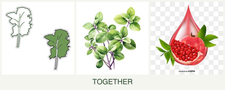 Can you plant kale, oregano and pomegranates together?