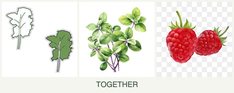 Can you plant kale, oregano and raspberries together?
