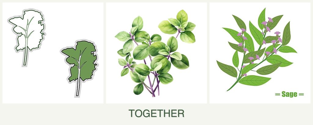 Can you plant kale, oregano and sage together?