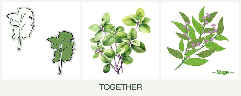Can you plant kale, oregano and sage together?