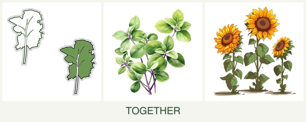 Can you plant kale, oregano and sunflowers together?