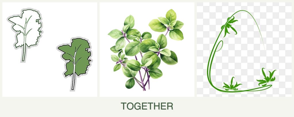 Can you plant kale, oregano and tarragon together?