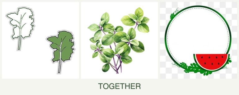 Can you plant kale, oregano and watermelons together?