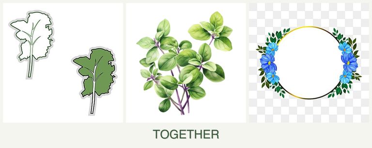 Can you plant kale, oregano and zinnias together?