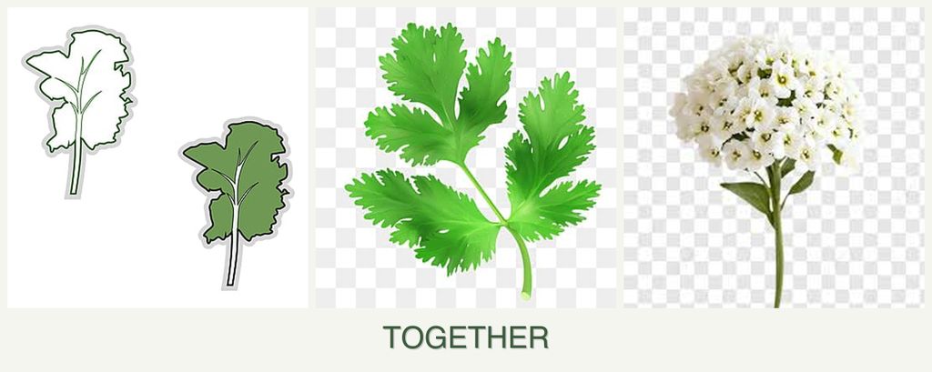 Can you plant kale, parsley and alyssum together?