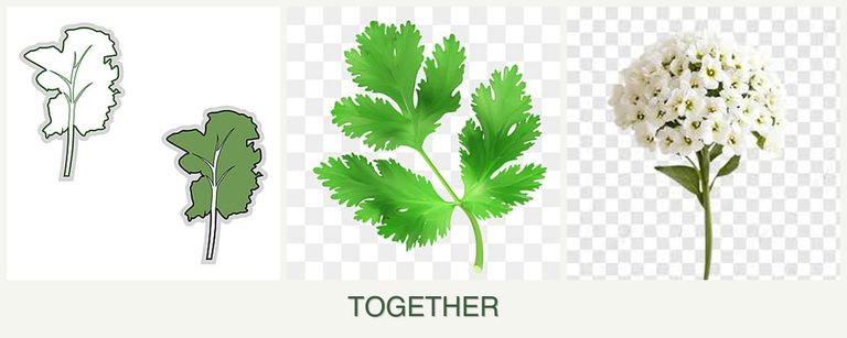 Can you plant kale, parsley and alyssum together?