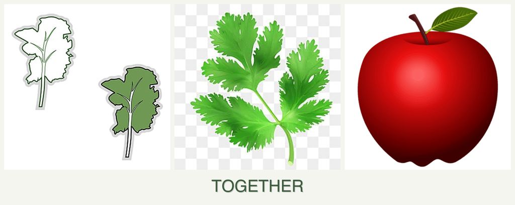 Can you plant kale, parsley and apples together?