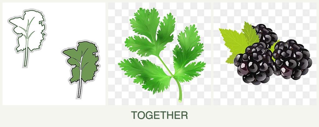 Can you plant kale, parsley and blackberries together?