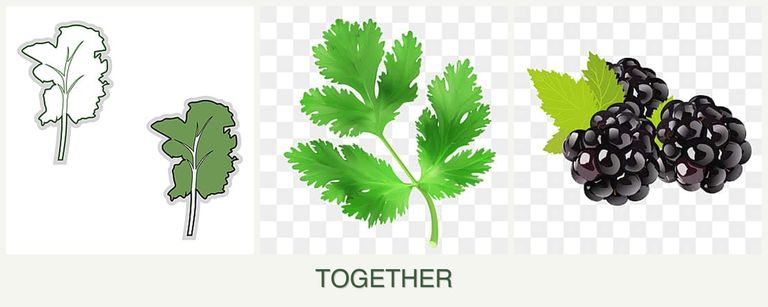 Can you plant kale, parsley and blackberries together?