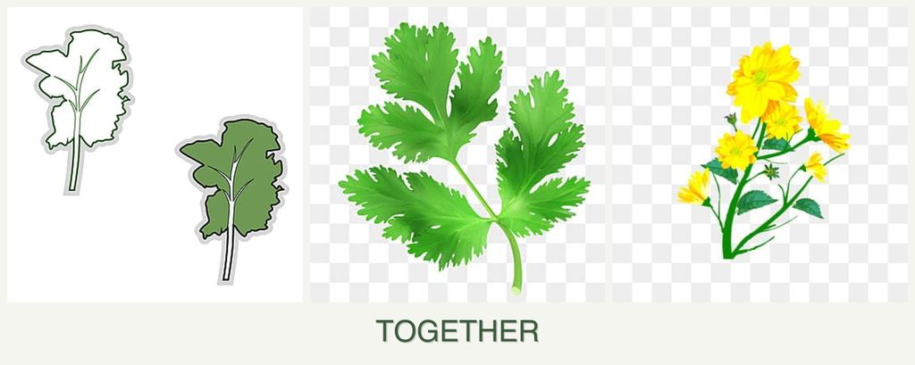 Can you plant kale, parsley and calendula together?