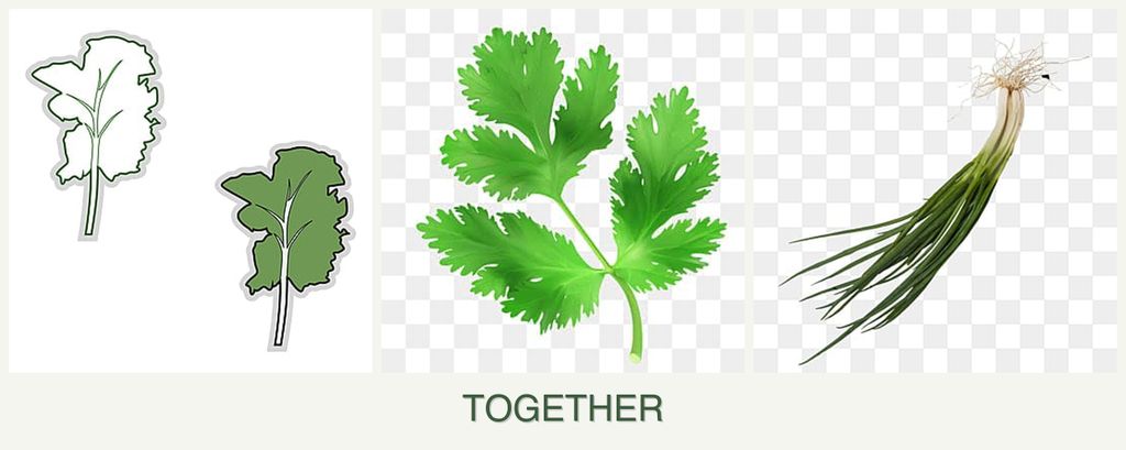 Can you plant kale, parsley and chives together?