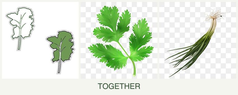Can you plant kale, parsley and chives together?