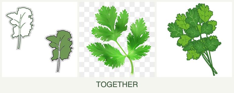 Can you plant kale, parsley and cilantro together?