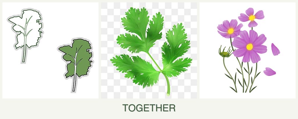 Can you plant kale, parsley and cosmos together?
