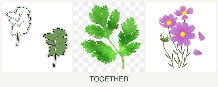 Can you plant kale, parsley and cosmos together?