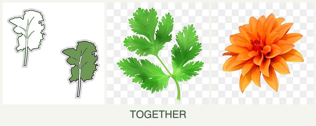 Can you plant kale, parsley and dahlias together?