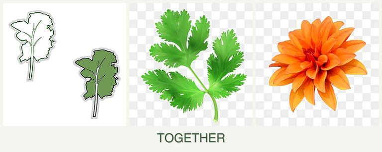 Can you plant kale, parsley and dahlias together?