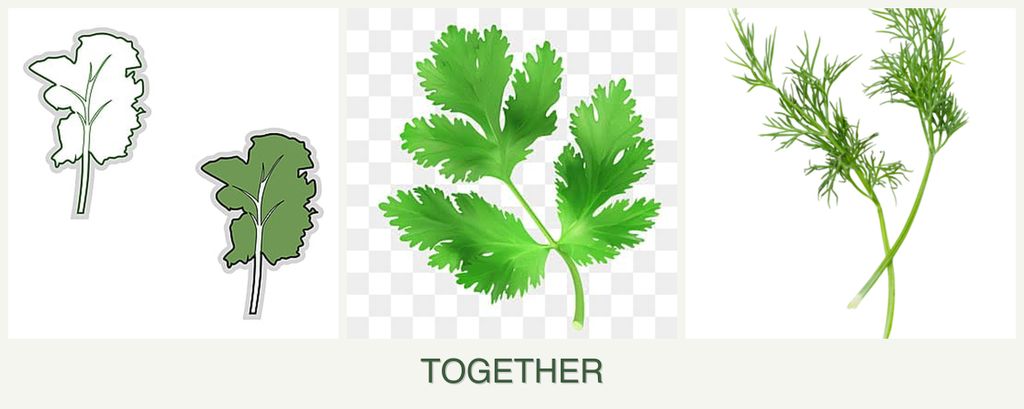 Can you plant kale, parsley and dill together?