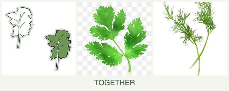 Can you plant kale, parsley and dill together?