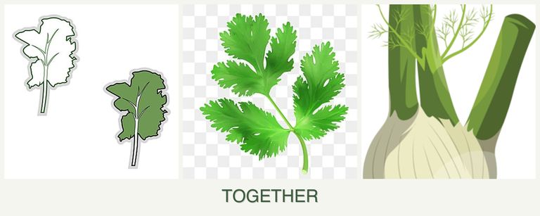 Can you plant kale, parsley and fennel together?