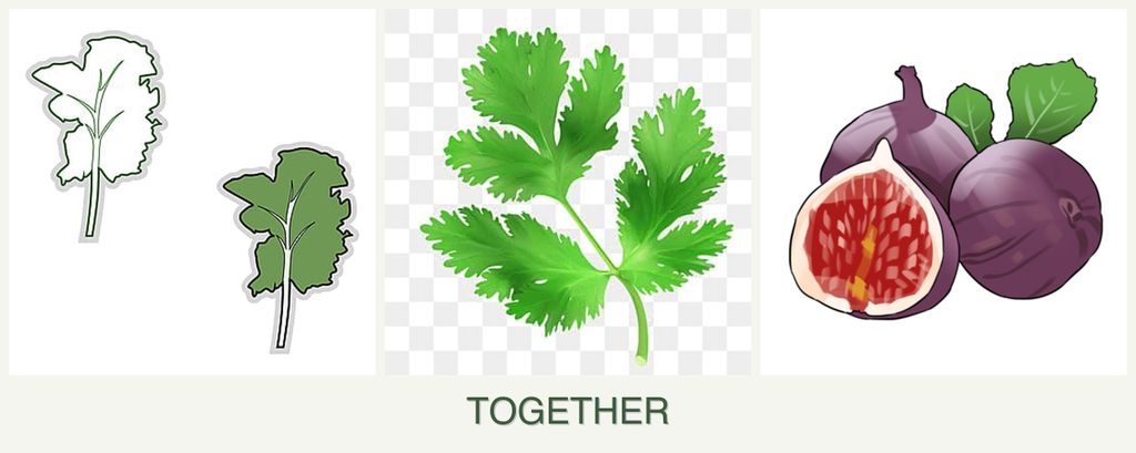 Can you plant kale, parsley and figs together?