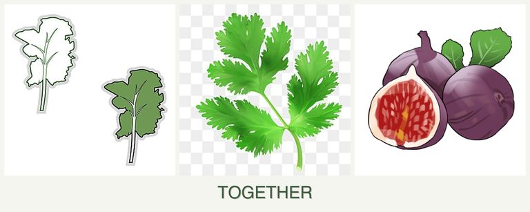 Can you plant kale, parsley and figs together?