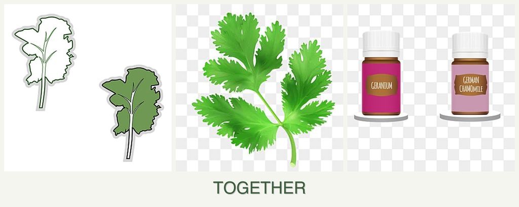 Can you plant kale, parsley and geraniums together?